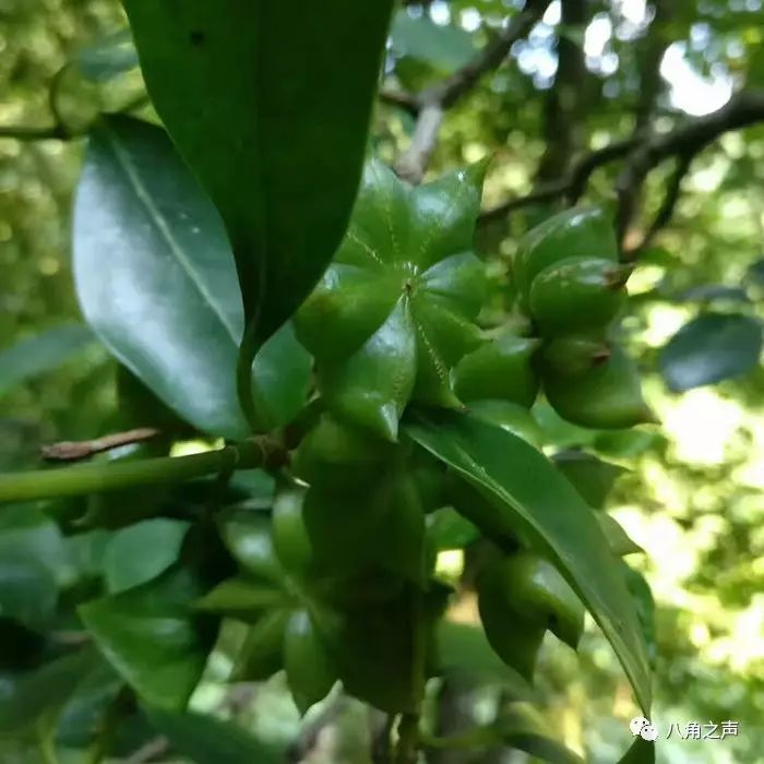 此外,目前采摘八角的范围一般是临近