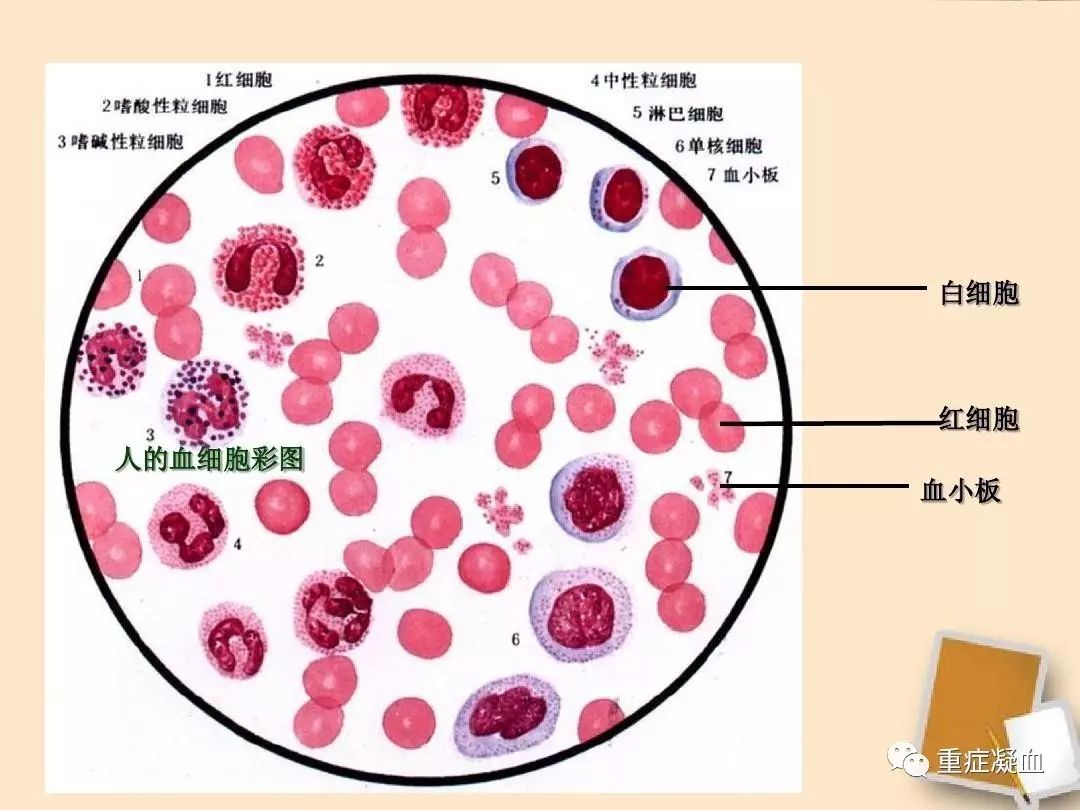 每个巨核细胞均可产生200-700个血小板.