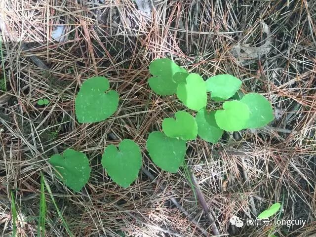 2017年淫羊藿产新实地考察