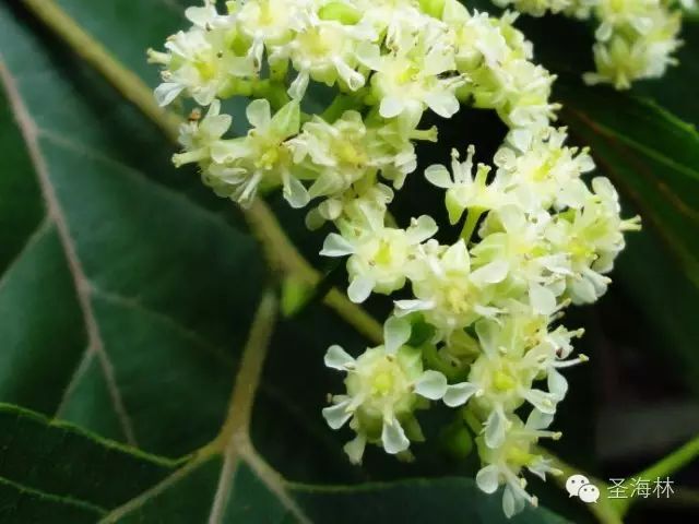 你所不知道的植物秘密拐枣