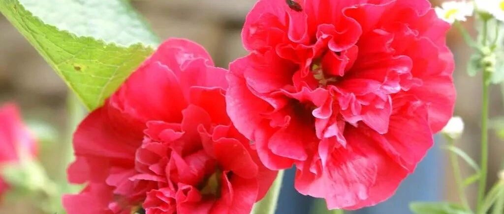 最新 土田菜里香画像 最も人気のある透明なpng画像