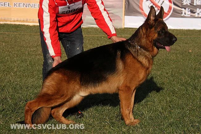 2017年csv德国牧羊犬北京地方展