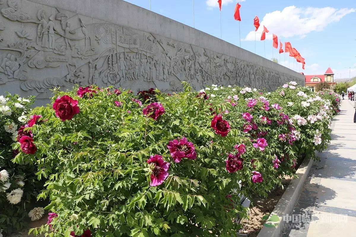 今日的河州牡丹,已成为临夏市市花,象征着临夏人民对美好生活的向往.