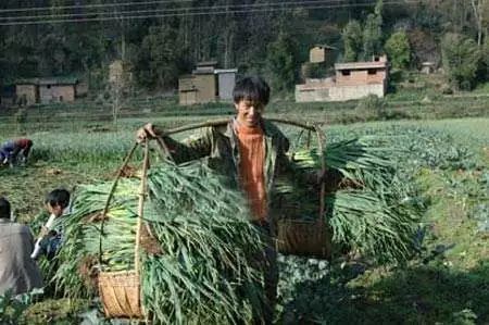高寒山区蔬菜种植,病害少,甜软市场好.
