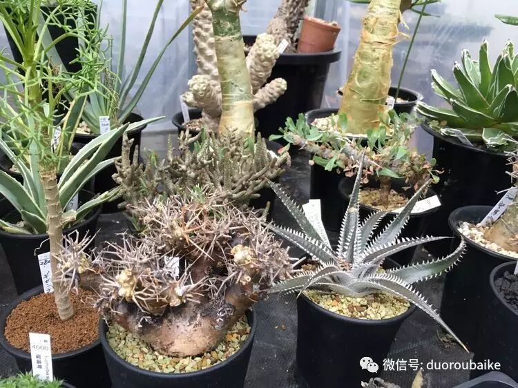 当我们老去 是否还记得那些与多肉相伴的岁月 自由微信 Freewechat