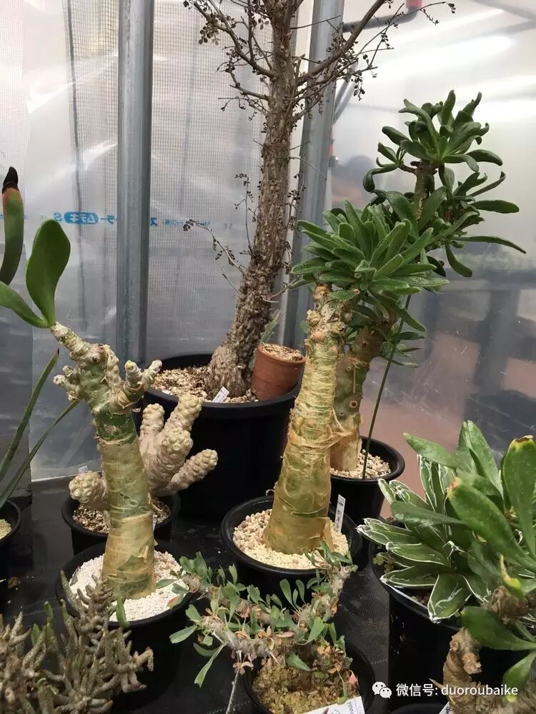 当我们老去 是否还记得那些与多肉相伴的岁月 自由微信 Freewechat