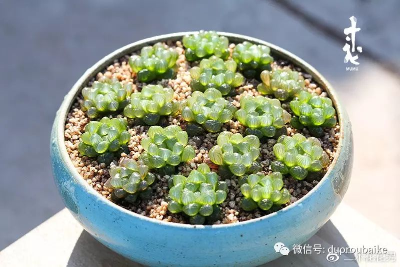 姬玉露