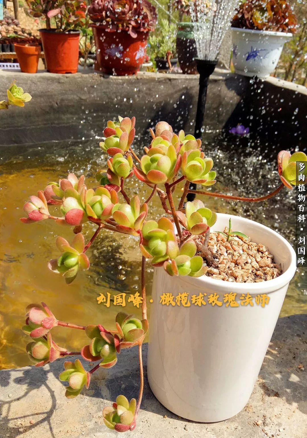 跌跌撞撞,多肉养出人生一片天!