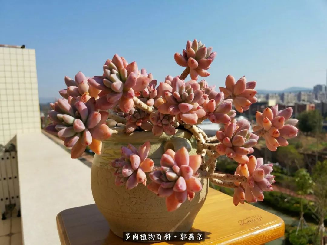 不愿意让灵动的多肉们受委屈,就随手把玉蝶,黄丽和红稚儿等生虫的多肉