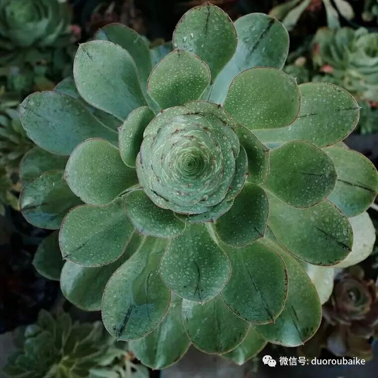 这30几种法师系多肉植物,你收集了几种?