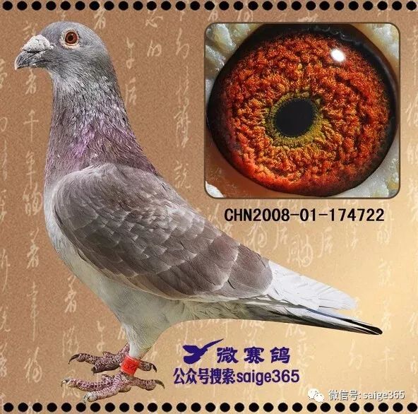 信鸽的源头乌连鸽的羽色就是以绛鸽,绛雨点为主,这证明信鸽羽色的