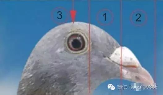 【头型】v头型空气淘汰经验!信鸽烫中短发图片发型图片