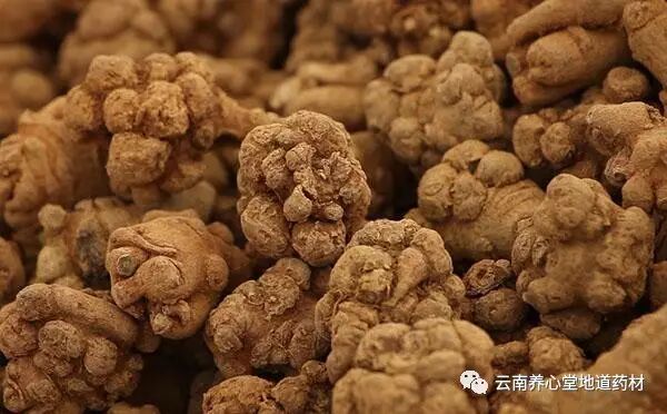 带你认识云南的10种名贵中药材？