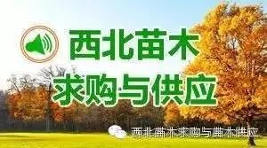 西北苗木求购信息(12月26日)