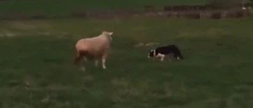 当边牧碰到一只不服管教的羊，它会怎么做？