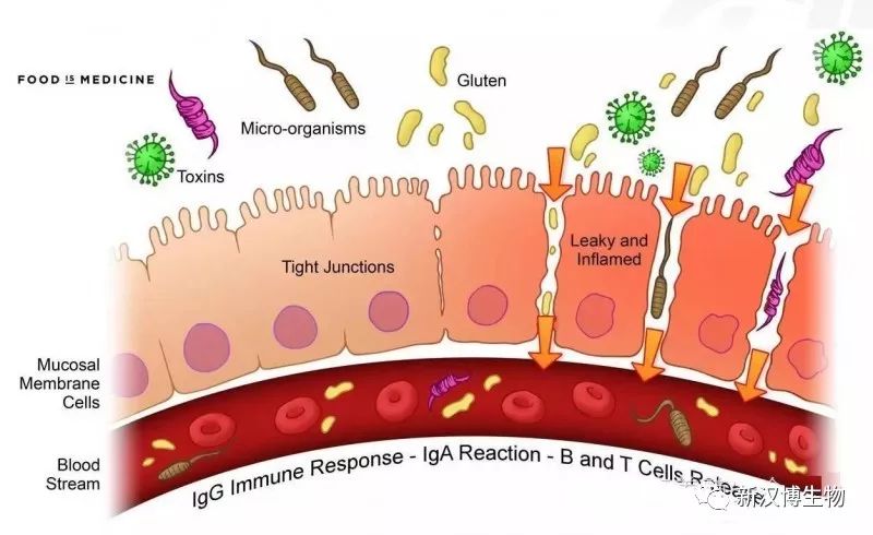 霉菌毒素如何损伤肠道屏障