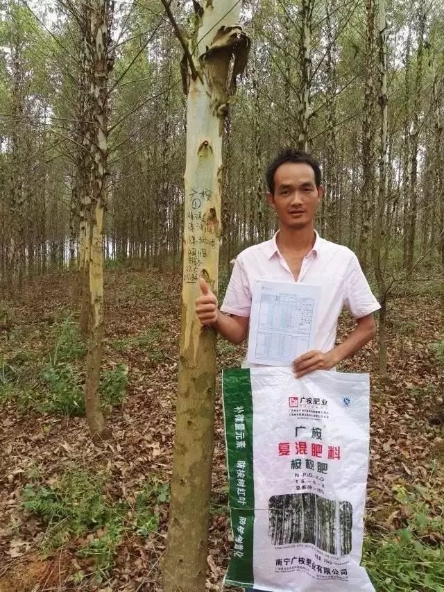 怎么做才是科学施肥?桉树种植户一定要知道