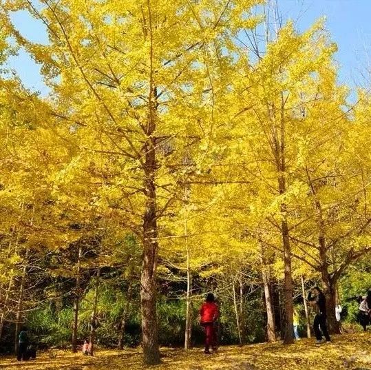 12月1日、2日、8日、9日【中国国旅带您去扫黄!】南雄帽子峰赏银杏汽车一日游158元、儿童108元