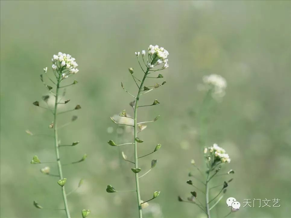 地米菜,蛾眉豆:宋晓霞的私房菜