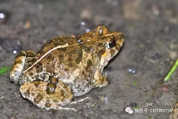 不过随着野生田鸡的减少,小时候一到傍晚到处跳的田鸡现在也成了保护