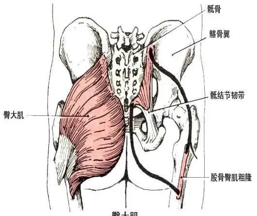 三十种臀部训练动作翘臀指日可待