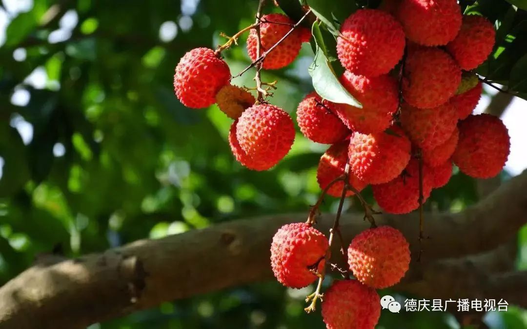 这天一大早,马圩镇荣村村委会平坡村的桂味荔枝种植户陈日扬就请了30