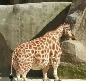 【掌上萍乡】笑多了会怀孕—这衣服咋那么不结实呢?!-怀孕期