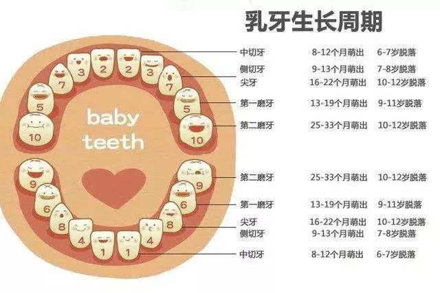 妈妈我换牙齿了儿童乳牙该不该提前拔呢