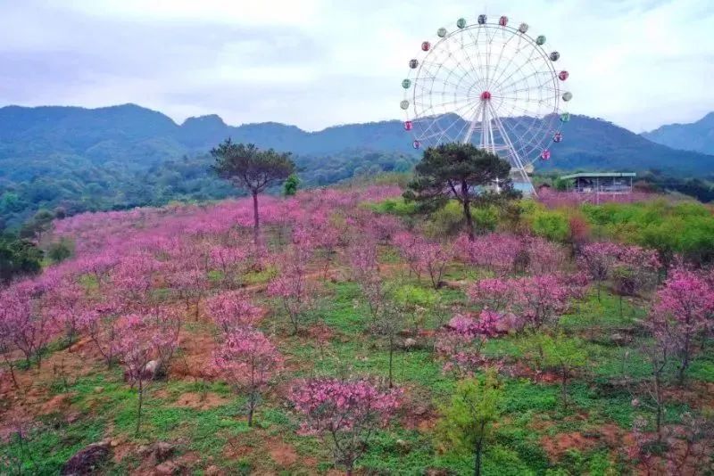 休闲赏花佛冈田野绿世界樱花海上岳古村