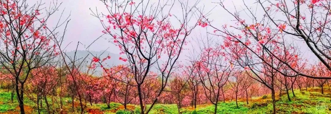 休闲赏花佛冈田野绿世界樱花海上岳古村