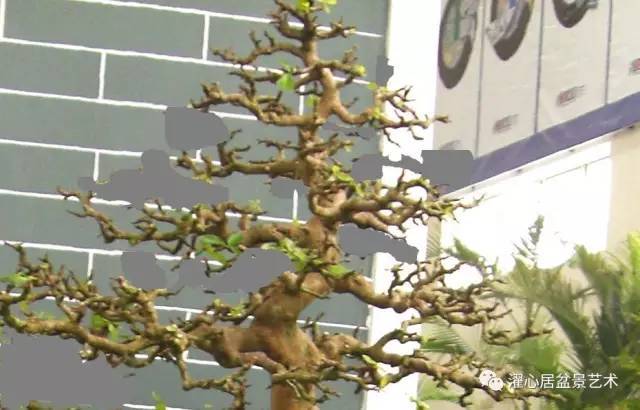 岭南盆景制作中 如何裁改修剪