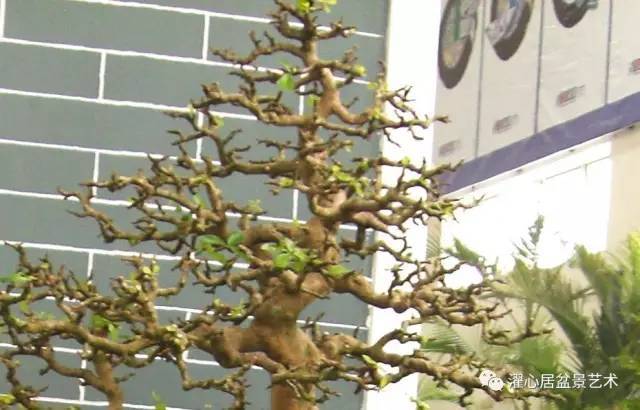 岭南盆景制作中 如何裁改修剪