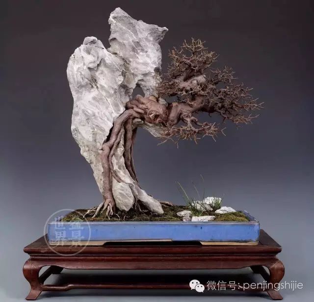 杂木盆景发芽成型后该如何养护？