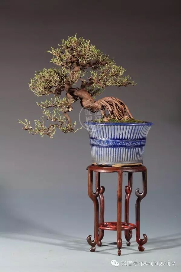 杂木盆景发芽成型后该如何养护？