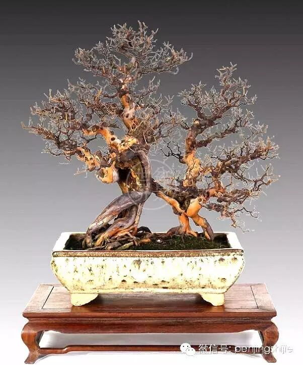 杂木盆景发芽成型后该如何养护？