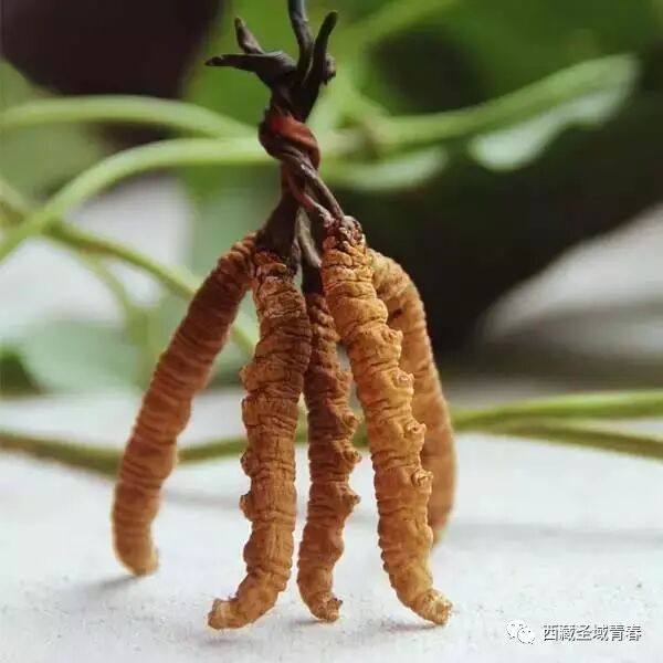 详解服用冬虫夏草的同时不能吃哪些东西(图1)