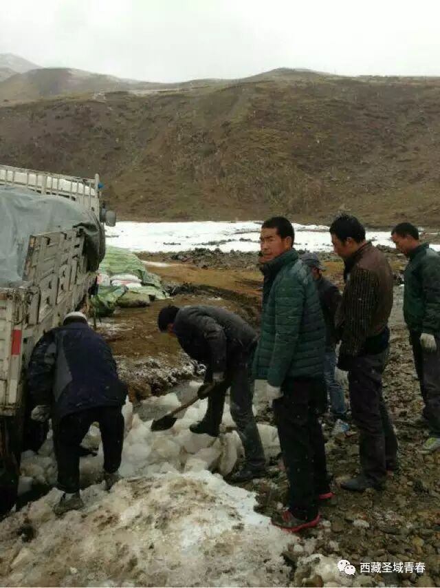 挖虫草的人们,来之不易的虫草！(图5)