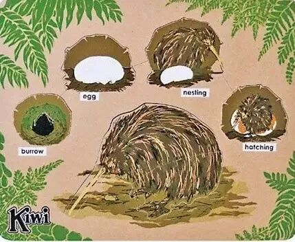 小朋友的乐园 | 新西兰幼儿园的欢脱日常，“放养”也安全