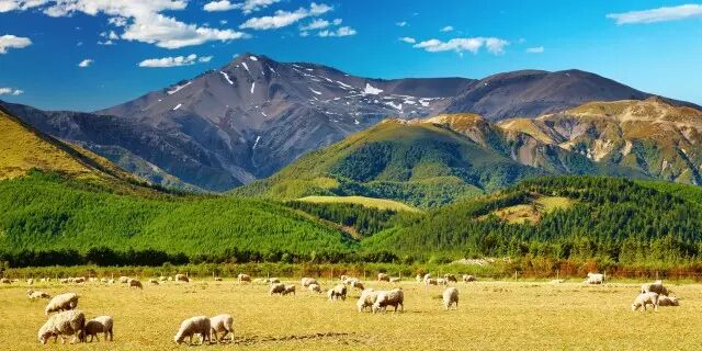 史上最强【留新】指南：留学+留下，你要的信息都在这里！