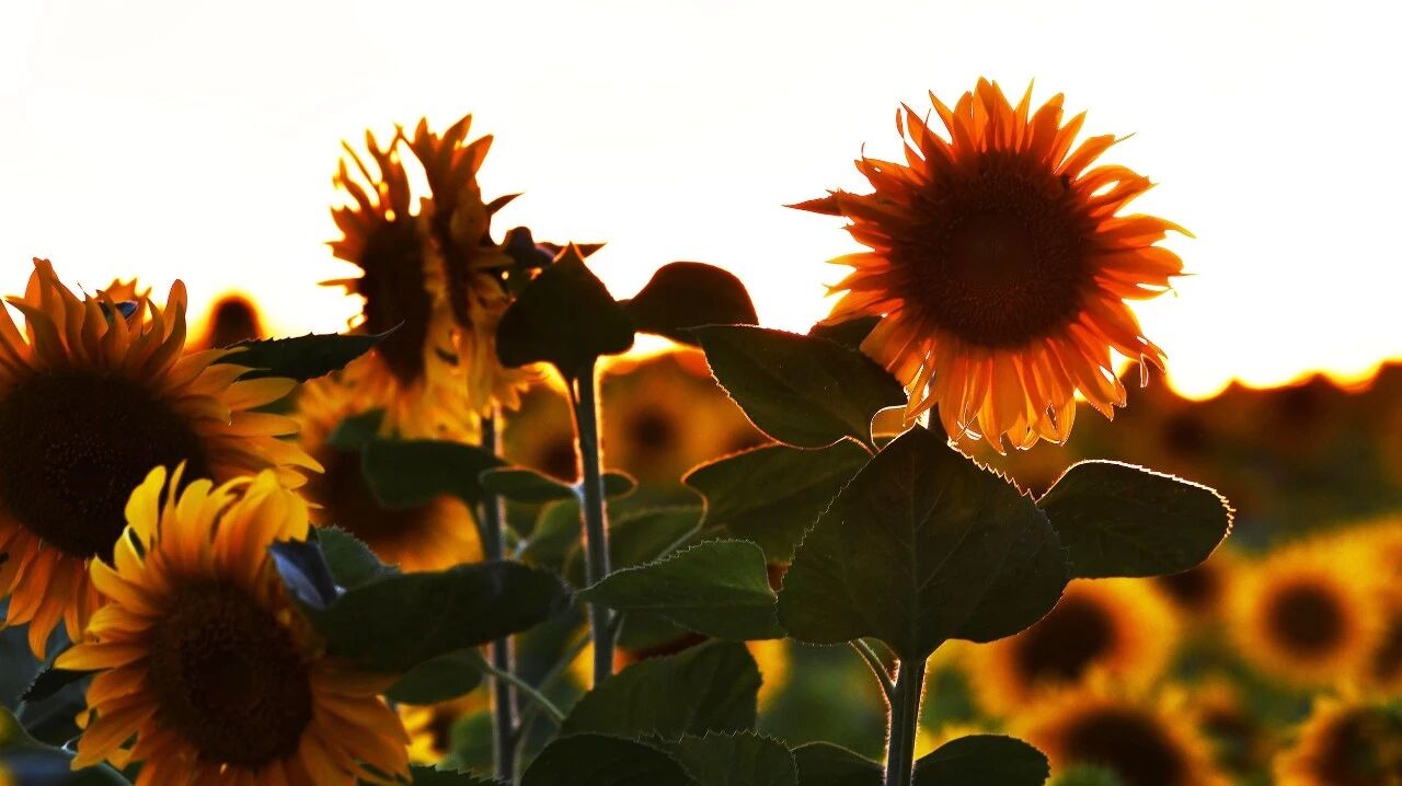 沾花惹草 别忘了去拍向日葵 莫辜负 北青影像 微信公众号文章阅读 Wemp