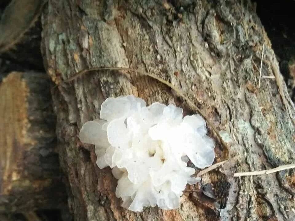 1925年上映 苏联老电影《罢工》