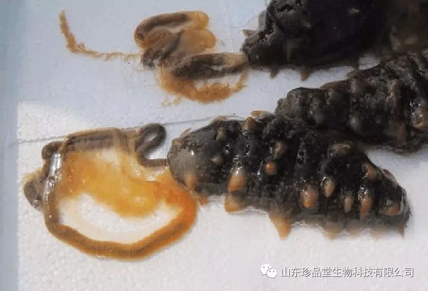海参已成精?