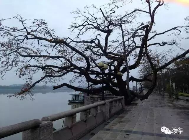 罗尔发旧文《欠钱不还不是人》 称情绪与当下暗合