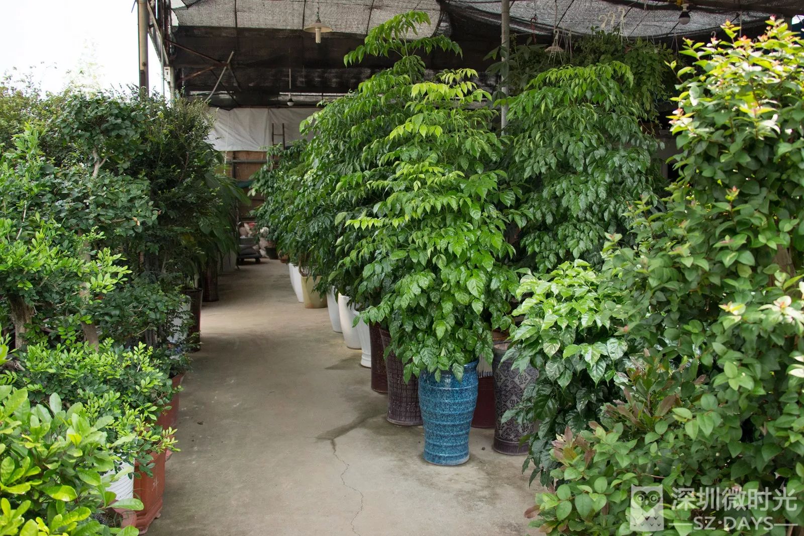 市集优选 | 深圳最全花木市场合集,来拈花惹草啊!