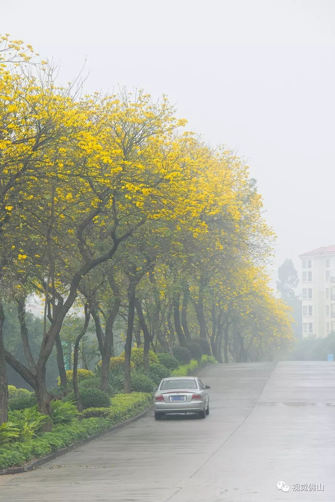 蒙蒙烟雨 看佛山秒变江南