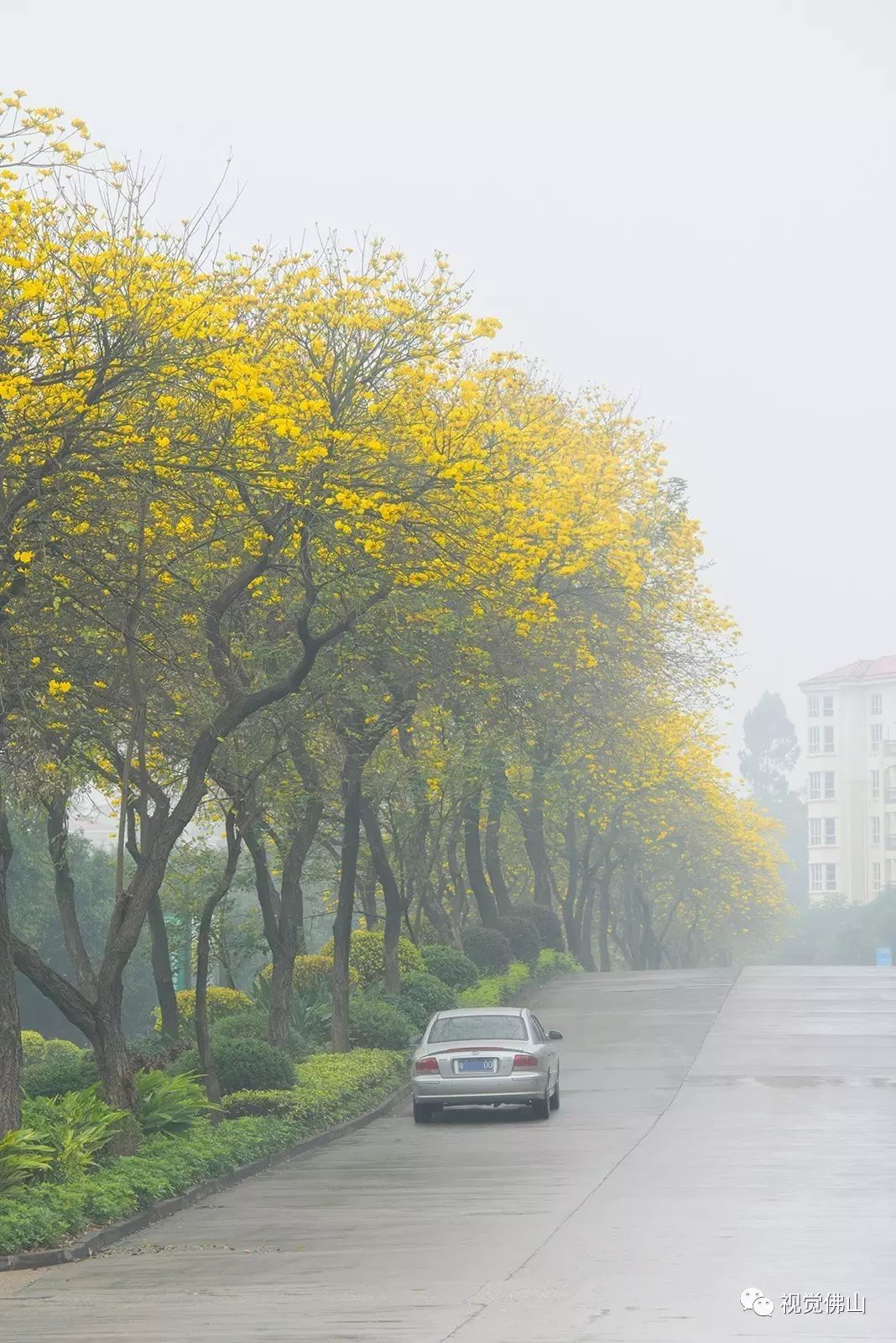 蒙蒙烟雨 看佛山秒变江南