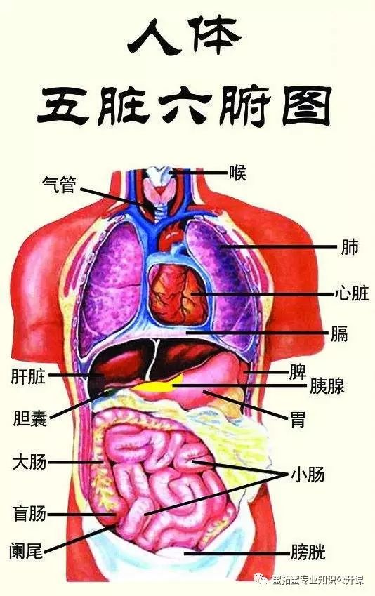 【十二经络】详解