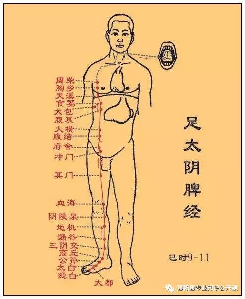 【十二经络】详解(图10)