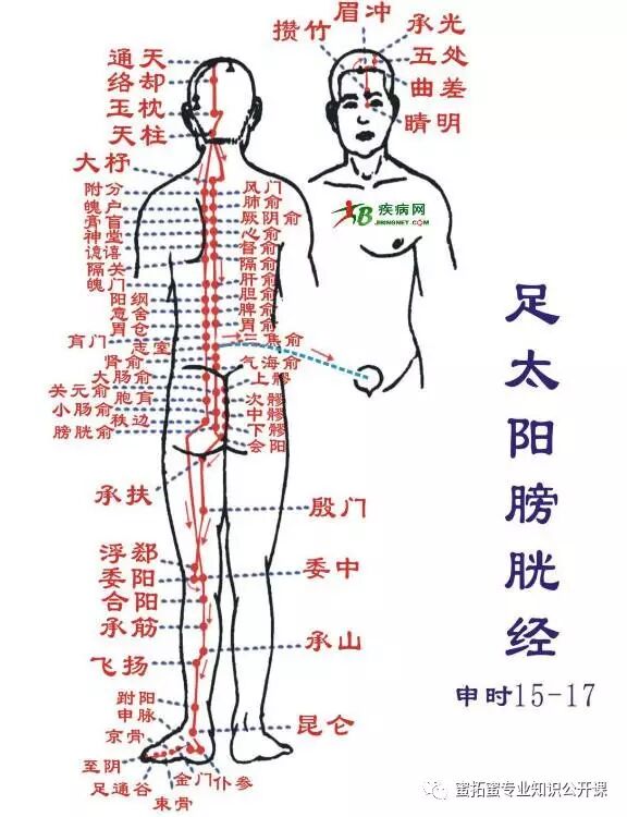 【十二经络】详解(图17)