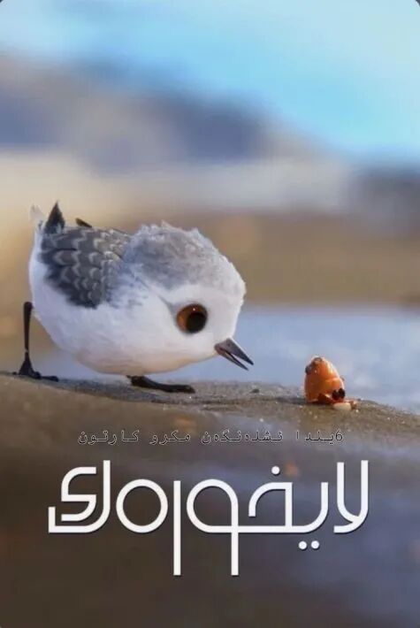 لايخورەك  قىسقا  فىلىم ھەقسىز